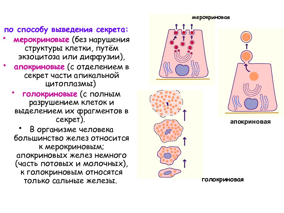 Выделение клетки. Апокриновый мерокриновый и голокриновый Тип секреции. Мерокриновый Тип секреции пример. Мерокриновый Тип желез. Типы секреции желез апокриновый.