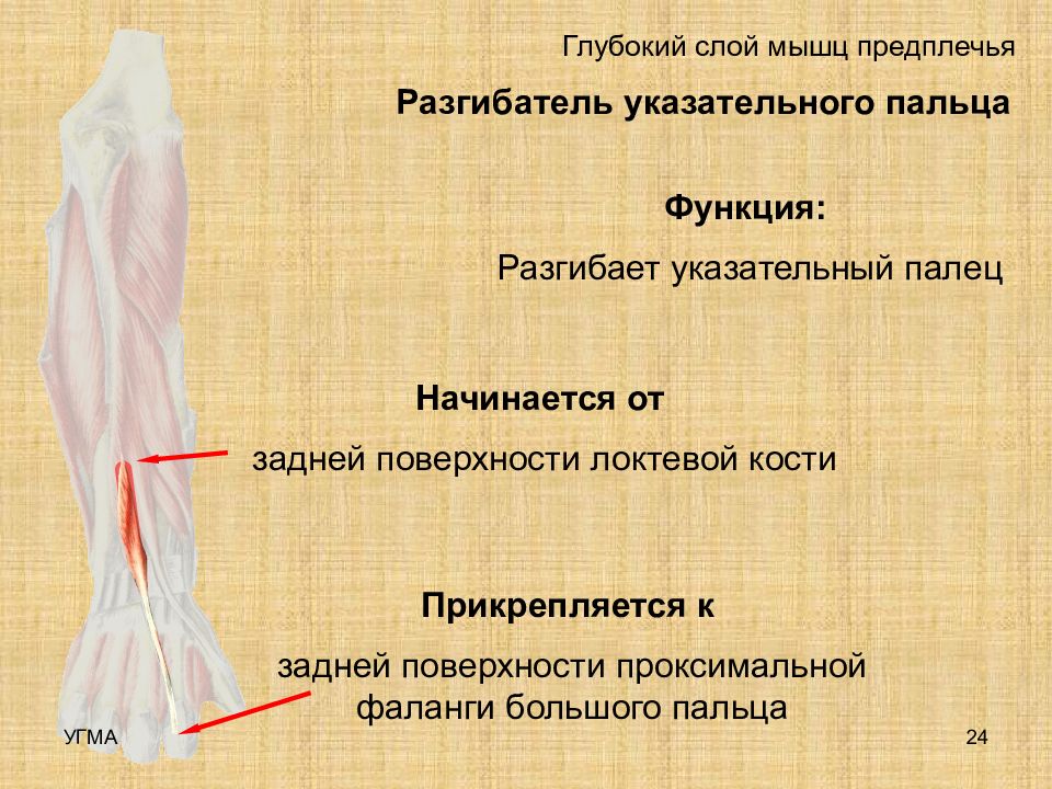 Глубокий слой. Разгибатель указательного пальца. Собственный разгибатель указательного пальца. Глубокий слой мышц предплечья. Мышца разгибающая указательный палец.