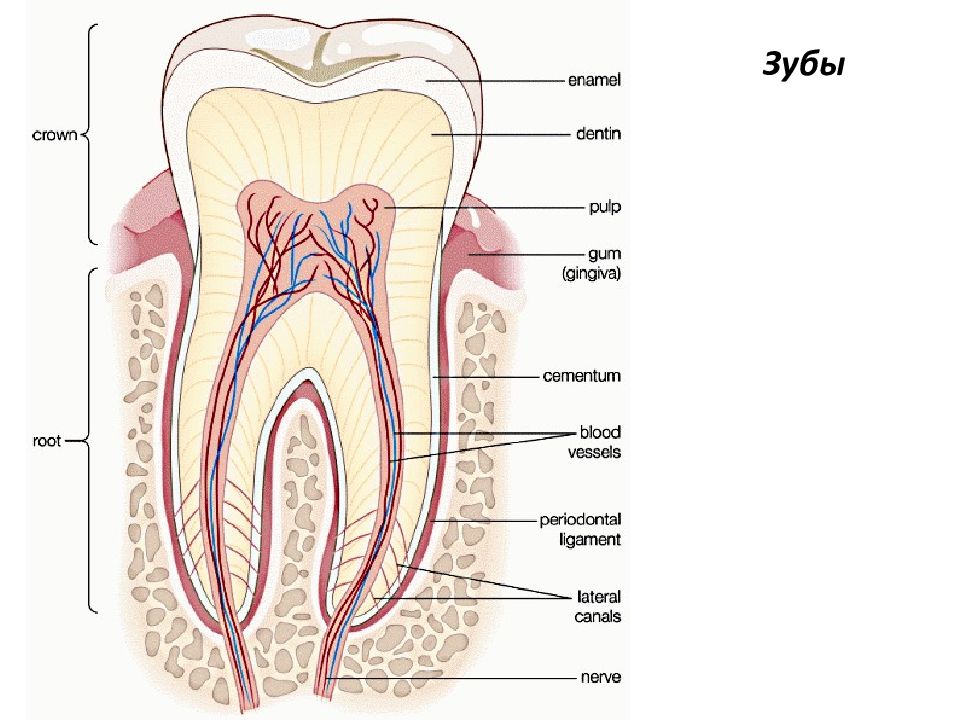 Тип строения зуба. Зубы анатомия пищеварительная система. Строение зуба человека анатомия. Строение зубной системы человека. Строение зуба анатомия латынь.