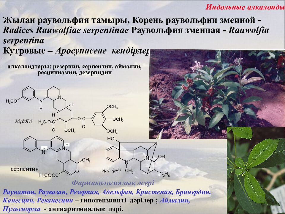 Алкалоиды это. Алкалоид раувольфии. • Монотерпеноидные индольные алкалоиды. Алкалоиды группы раувольфии. Механизм действия алкалоидов.