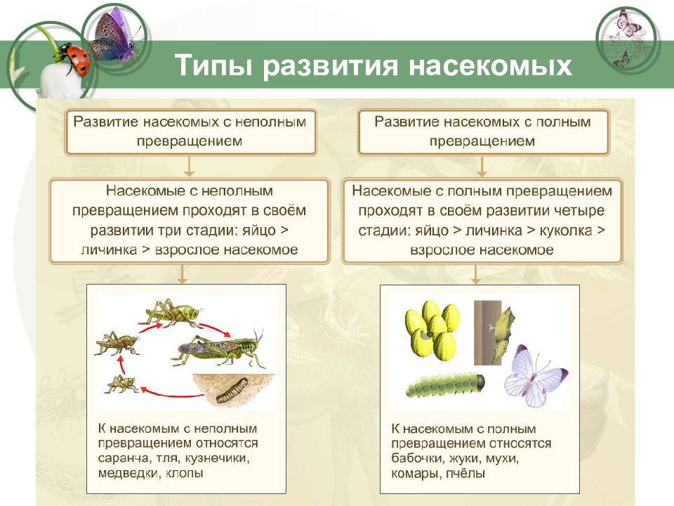 Презентация типы развития насекомых