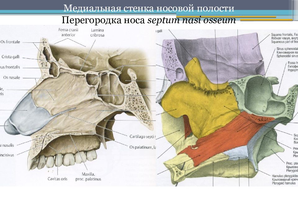 Полость носа стенки. Медиальная стенка полости носа. Сошник перегородка полости носа. Топография носовой полости. Медиальная стенка носа анатомия.