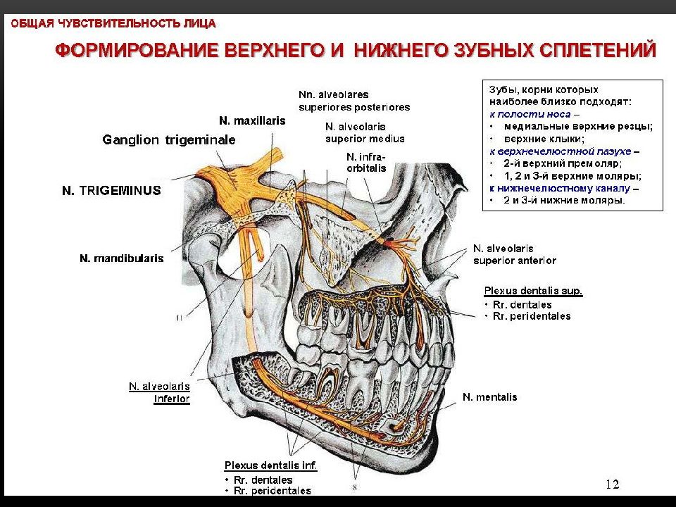 Зубные нервы схема