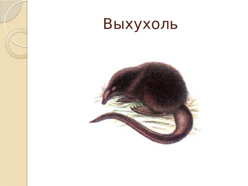 Выхухоль