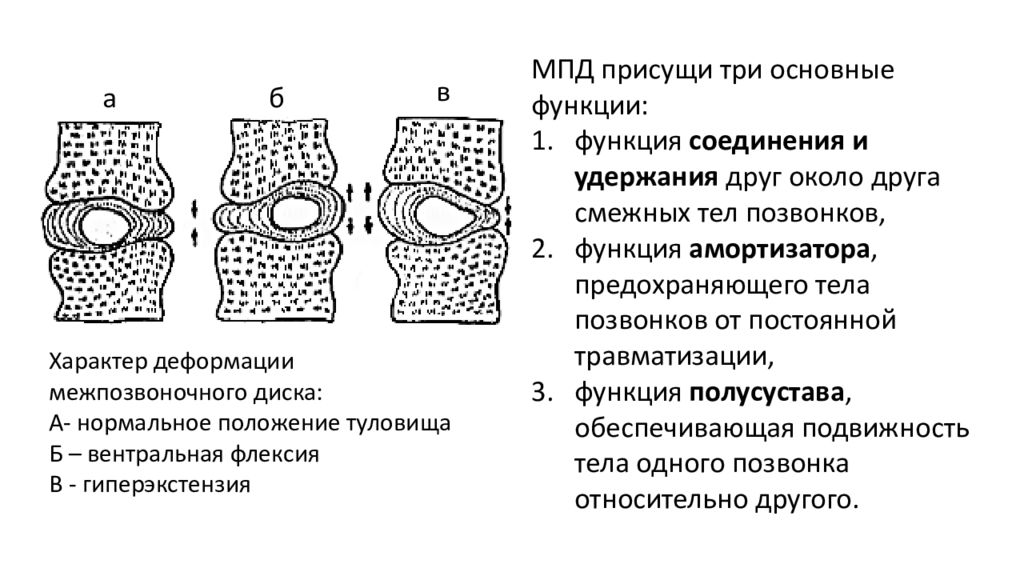 Частная анатомия