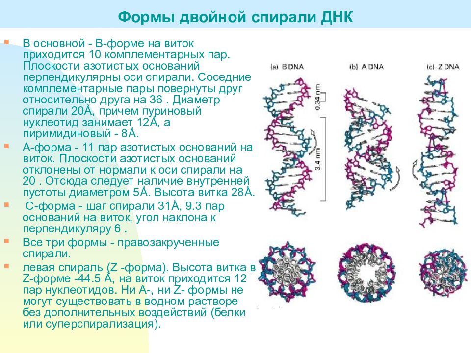Характеристика структуры днк. Формы двойных спиралей ДНК, их характеристика.. Структура двойной спирали ДНК. Альтернативные формы двойной спирали ДНК.. Формы структуры ДНК.