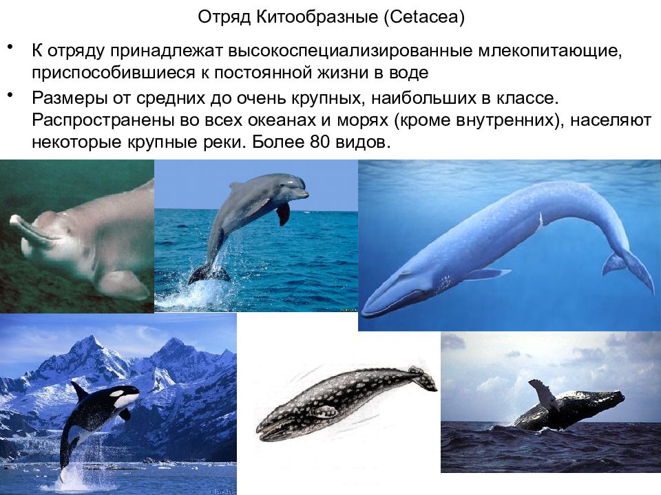 Представители китообразных. Отряд китообразные (Cetacea). Отряды млекопитающих китообразные. Китообразные млекопитающие представители. Представители циклообразных.