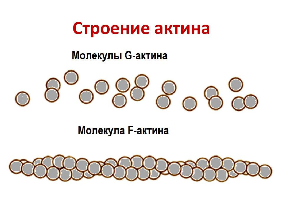 Биохимическое строение. Строение актина. Актин структура. Актин биохимия. Актин функция.