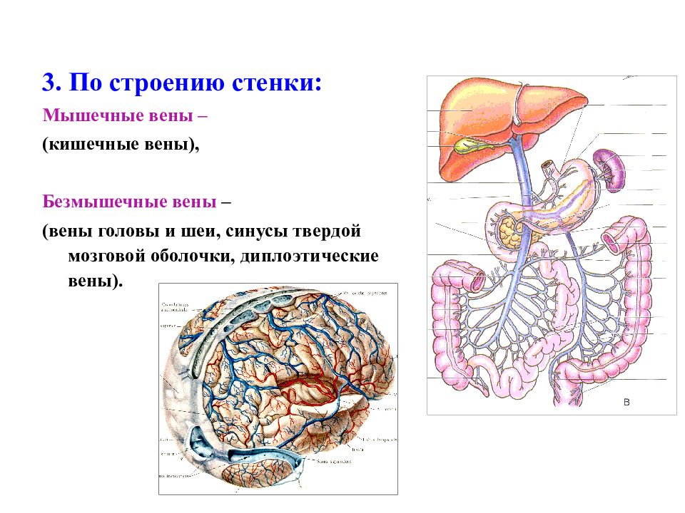 Мышцы стенок кишечника участвуют в терморегуляции. Анатомия презентация. Дтплоические вены