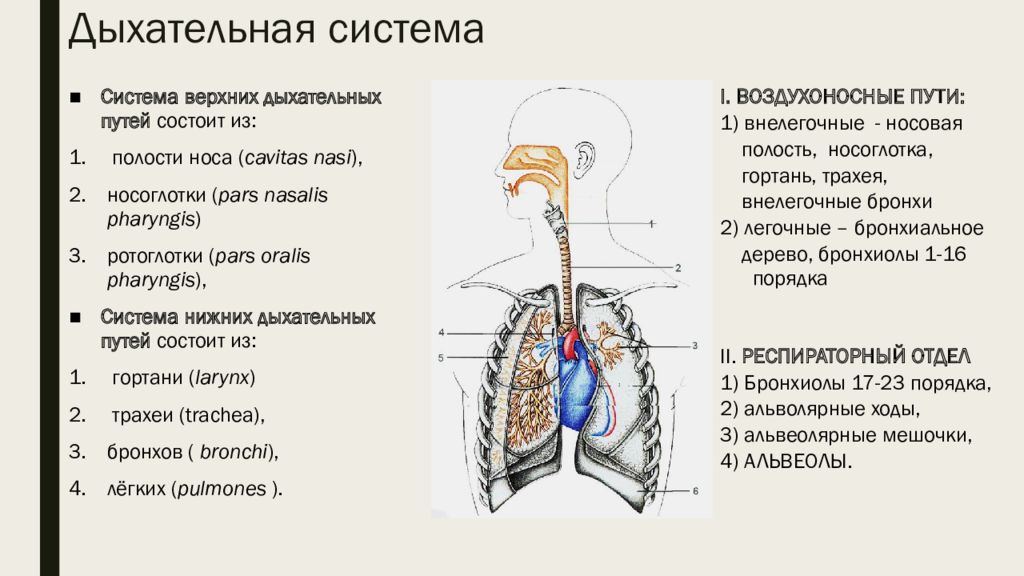 В какую систему органов входит гортань. Дыхательная система легкие топография. Анатомия дыхат путей. Строение верхних дыхательных путей анатомия. Воздухоносные пути дыхательной системы человека.