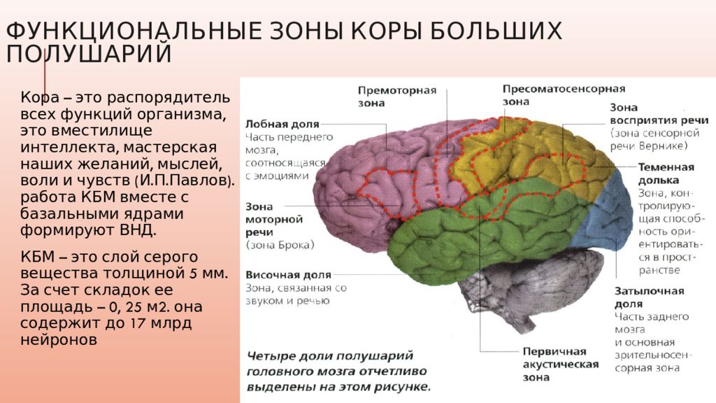 Функциональные зоны мозга. Функциональные зоны коры. Функциональные зоны коры больших полушарий. Mozg prezentația ppt.