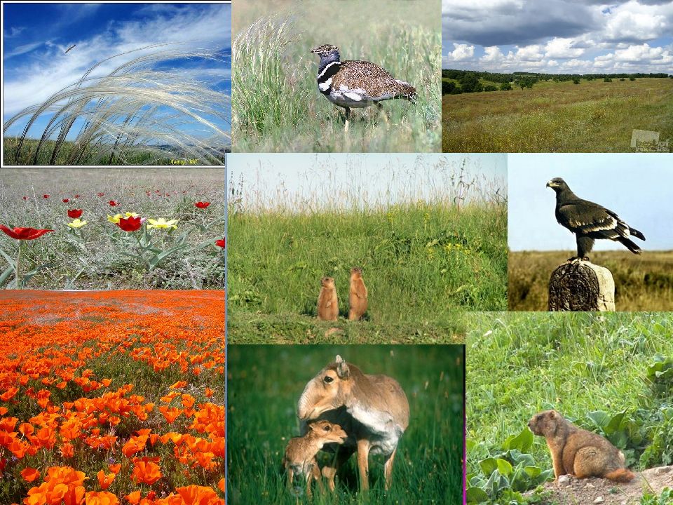 Природно климатические зоны евразии. Природные зоны растительный и животный мир Евразии. Природные зоны Евразии животные и растения. Разнообразие природы Евразии.