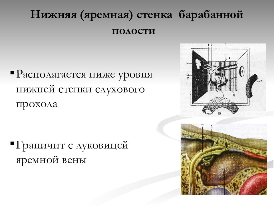 Стенки барабанной полости