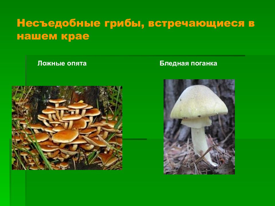 Ядовитые грибы и ягоды меры предосторожности. Опята бледная поганка