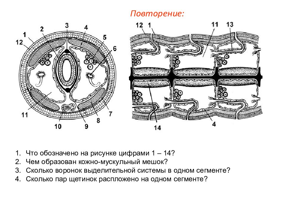 Какая система органов кольчатого червя обозначена на рисунке стрелкой