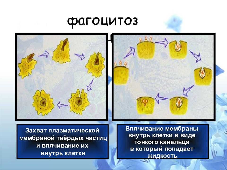 Все перечисленные ниже термины используются для описания клетки изображенной на рисунке фагоцитоз