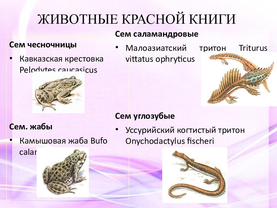 Животные красной книги