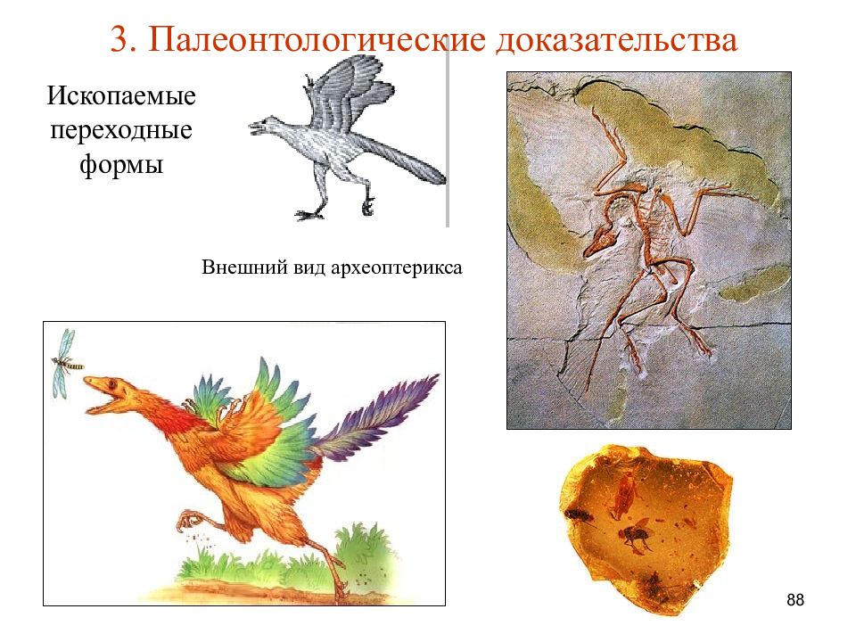 1 палеонтологические доказательства. Палеонтологические доказательства эволюции переходные формы. Палеонтологические доказательства эволюции Археоптерикс. Ископаемые переходные формы Археоптерикс. Археоптерикс Эволюция.