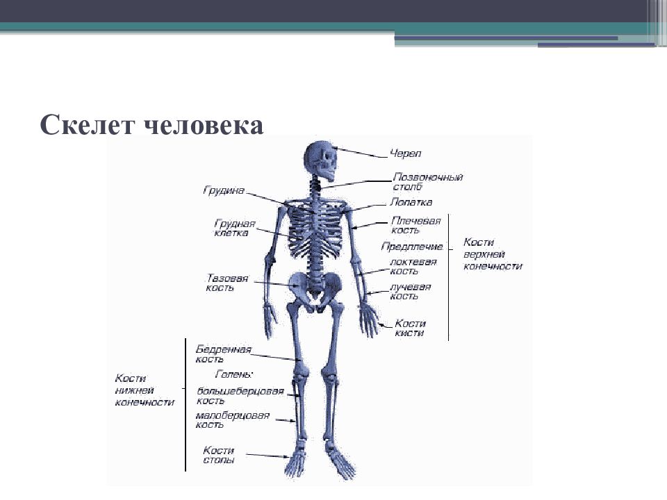 Вопросы по костям