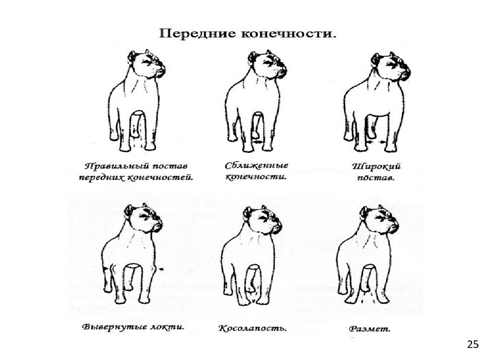 Стати собаки. Кавказская овчарка постав передних конечностей. Мдр1 у собак. Собака встаёт сзади мальчика маленького.