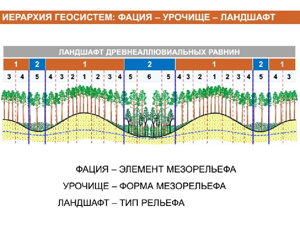 Что такое урочище простыми словами. Фация урочище местность. Фация урочище местность ландшафт. Фация это ландшафт. Фация в ландшафтоведении.