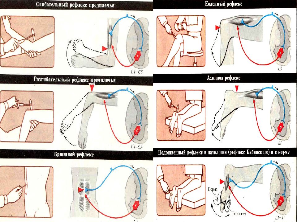 Рефлексы презентация неврология