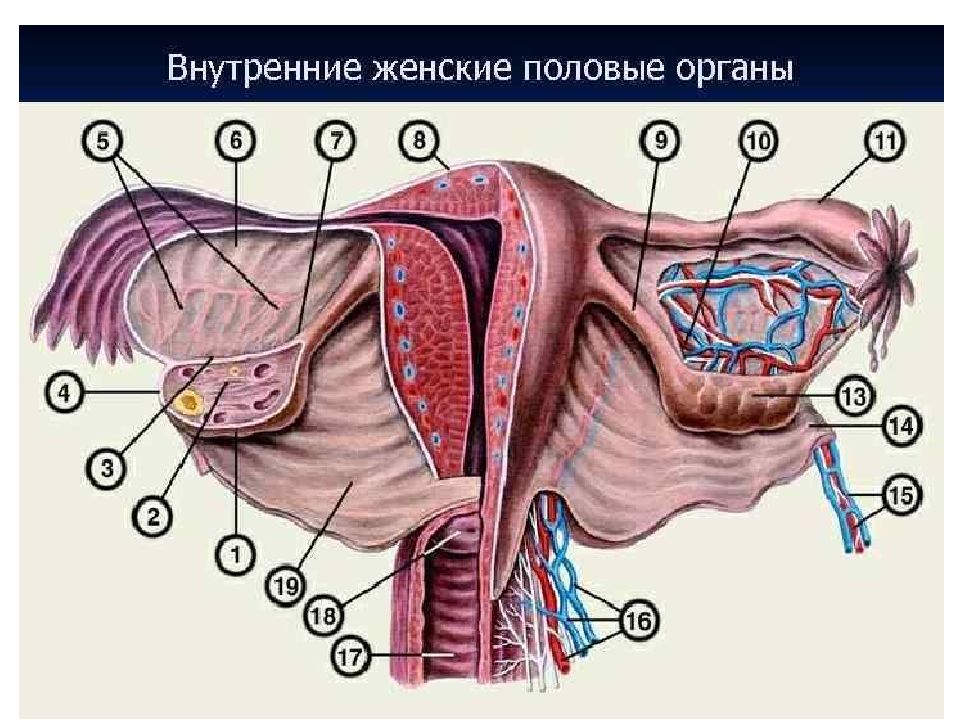 Женская половая труба. Синтопия маточной трубы. Матка яичники трубы анатомия. Внутренние половые органы женщины.
