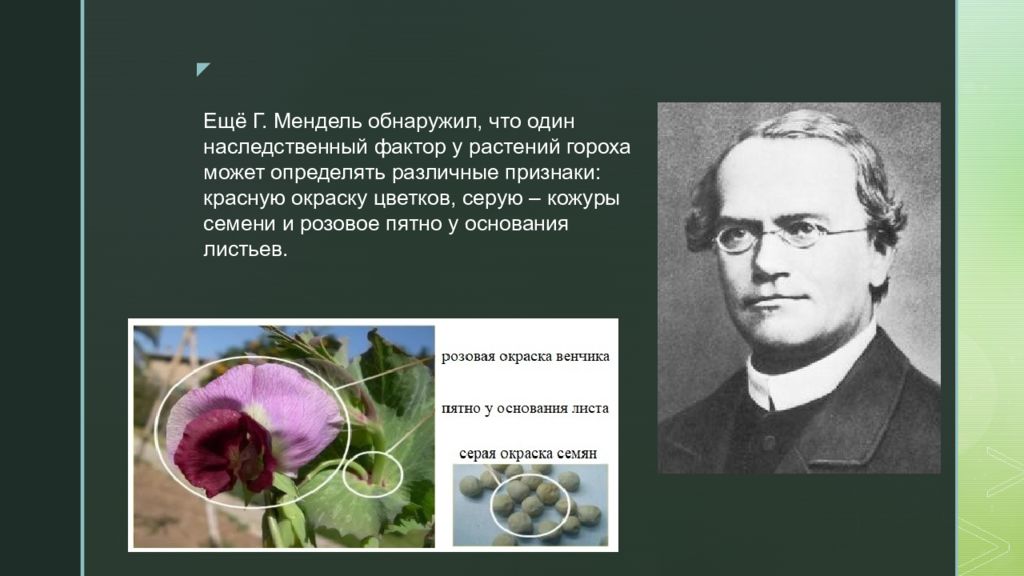 Синдром менделя. Плейотропия. Плейотропия примеры. Родители семена Розова. Плейотропия неаллельных генов.