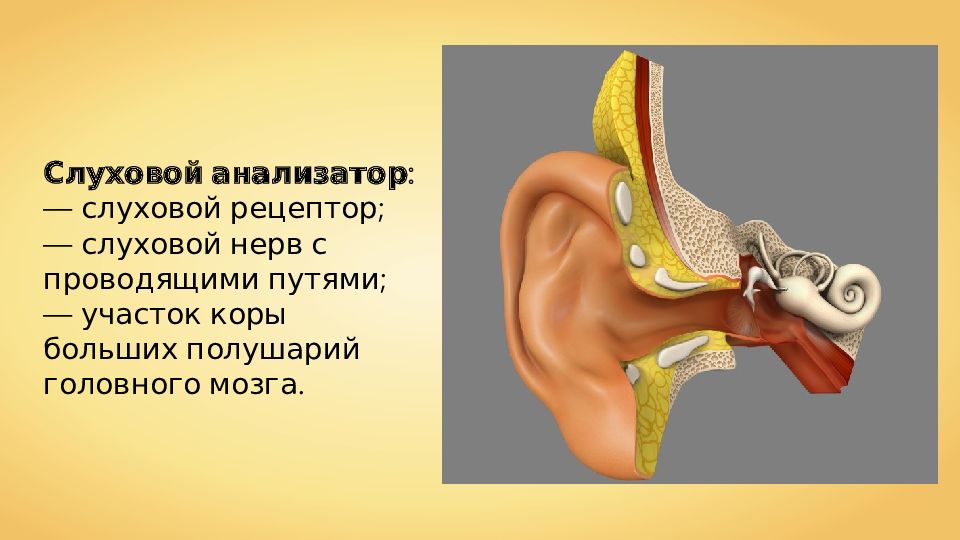 Слуховой анализатор. Анализатор слуха. Рецепторы слухового аппарата. Анализатор слуховых аппаратов.