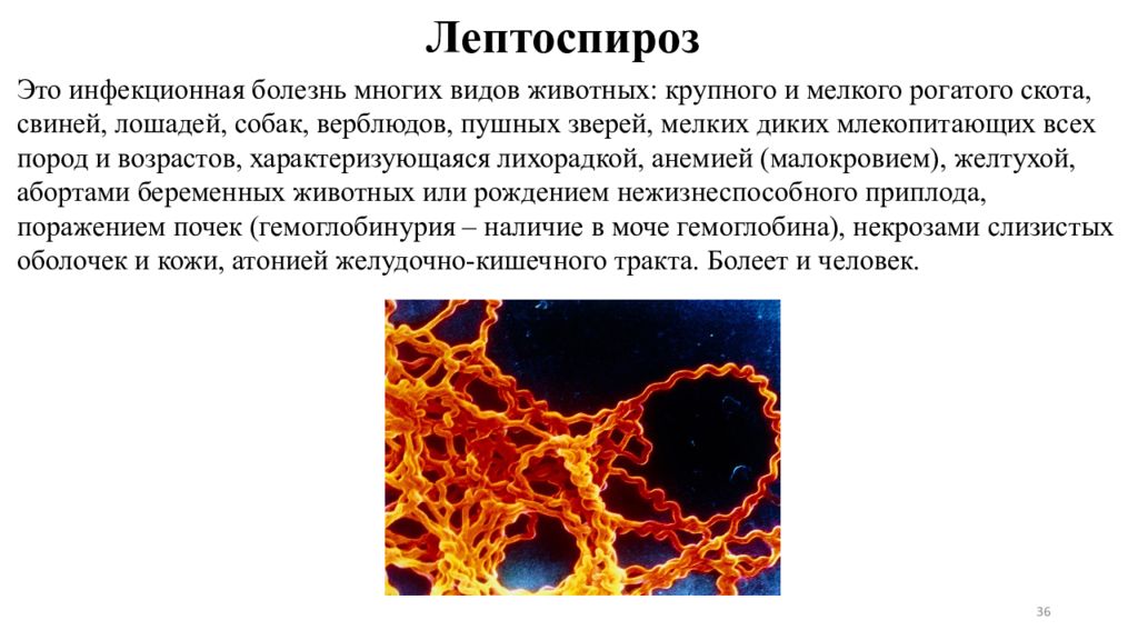 Лептоспироз это. Лептоспироз Ветеринария. Лептоспироз источник инфекции. Лептоспироз переносчики инфекции.