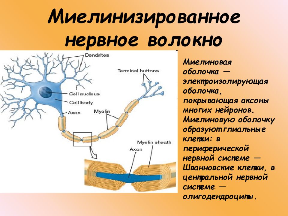 Проведение нервного. Функция миелиновой оболочки аксона. Миелинизированные нервные волокна. Строение нейрона и нервного волокна. Миелиновая оболочка нерва.