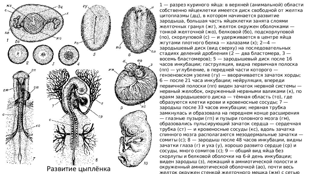 Курицы 16. Зародыш курицы 16 часов инкубации препарат. Зародыш курицы 96 часов инкубации. Зародыш курицы 96 часов инкубации строение. Зародыш курицы 96 часов инкубации протокол гистология.