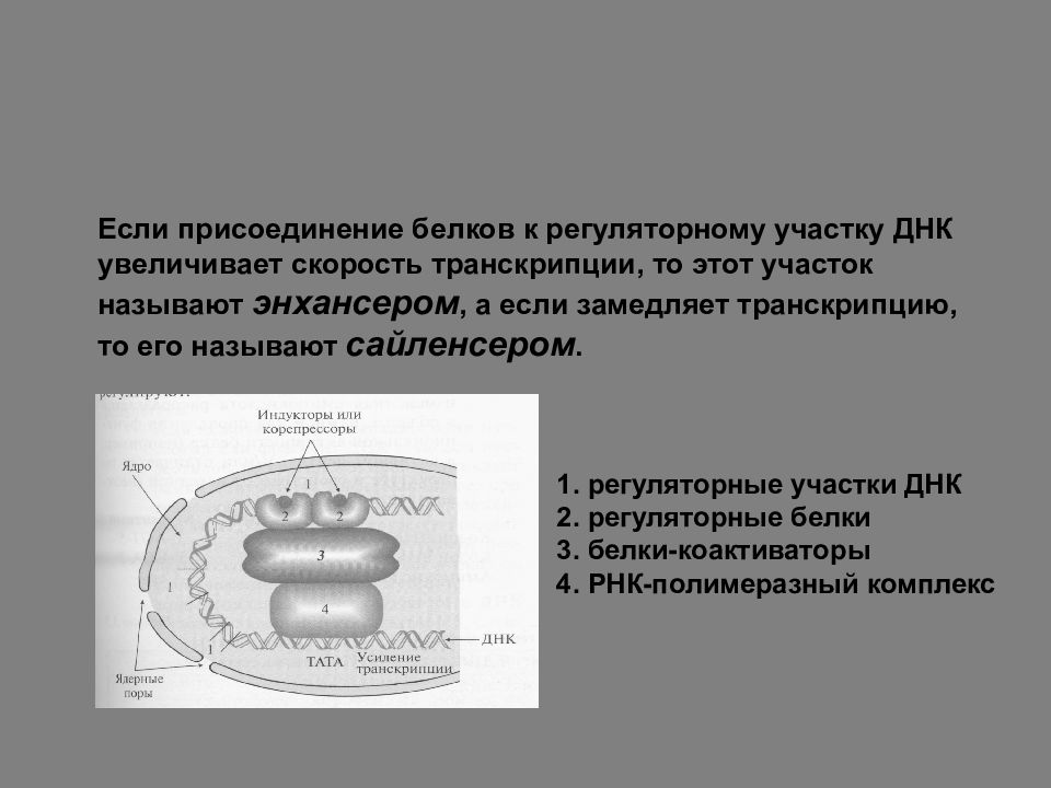 Регуляторные участки днк. Посттранскрипционная модификация белков. Присоединение регуляторных белков. Присоединение регуляторных белков к ферменту.