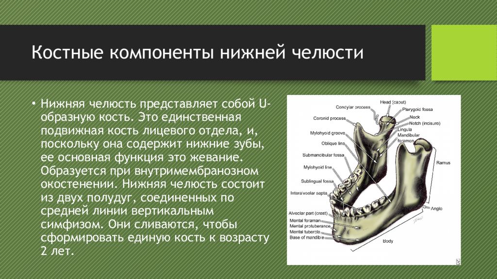 Анатомия верхней и нижней челюсти