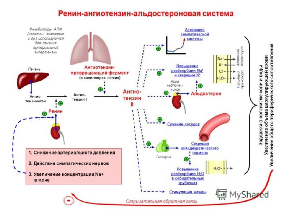 Презентация выделительная система пименов