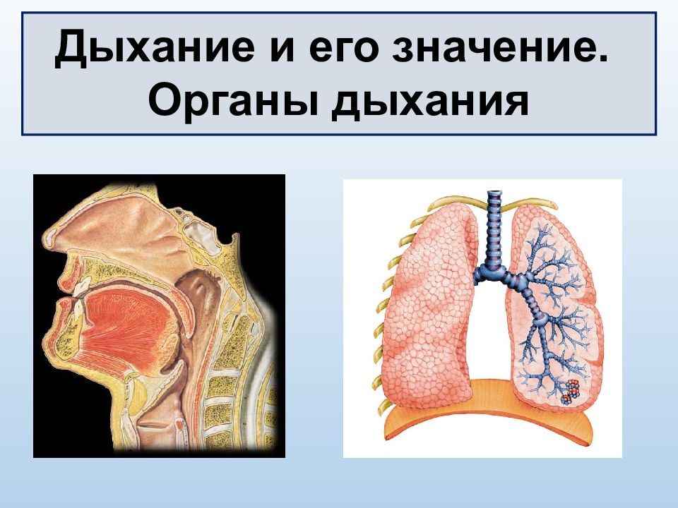 Дыхание и его значение. Органы дыхания