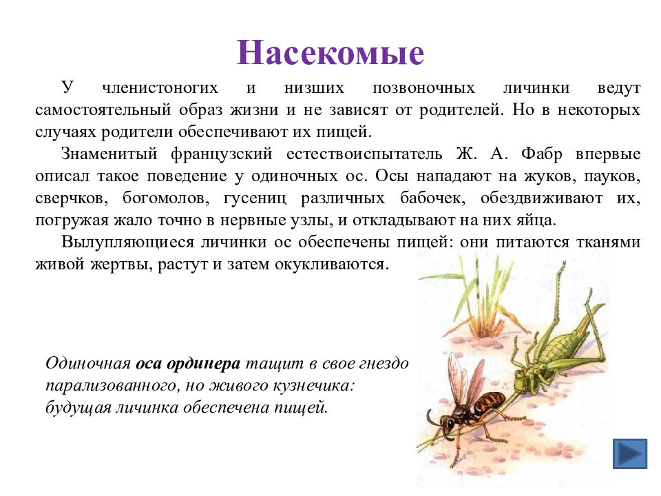 Забота о потомстве 9 класс биология презентация