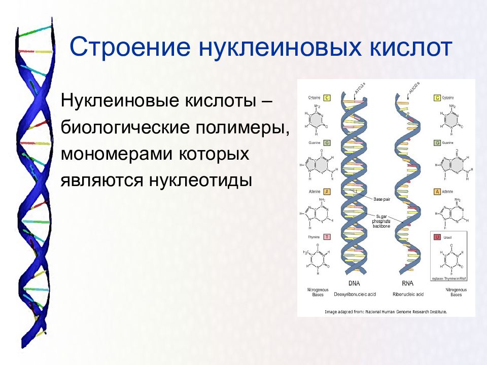 Строение нуклеиновых кислот презентация