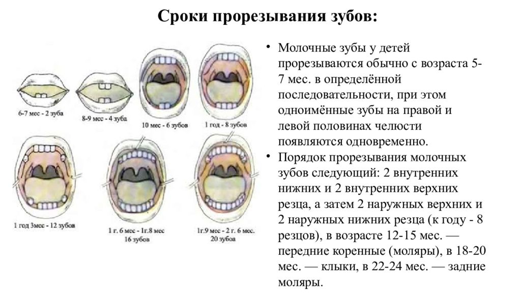 Сроки прорезывания. Сроки прорезывания молочных и постоянных зубов у грудничков. Зубы сроки прорезывания. Зубы сроки прорезывания зубов. Срок прорезывание молочный зубов.