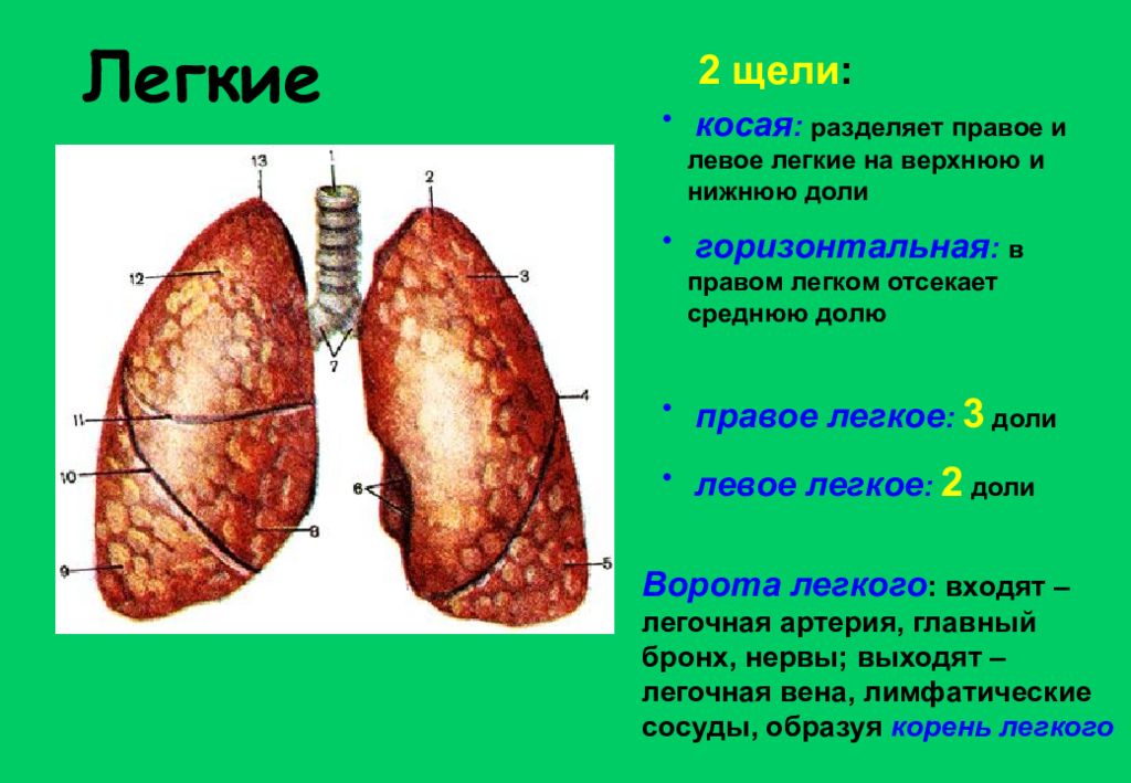 Количество долей в легком. Щели лёгких. Легкие доли анатомия. Правое и левое легкое доли. Лево и правое легкие доли.