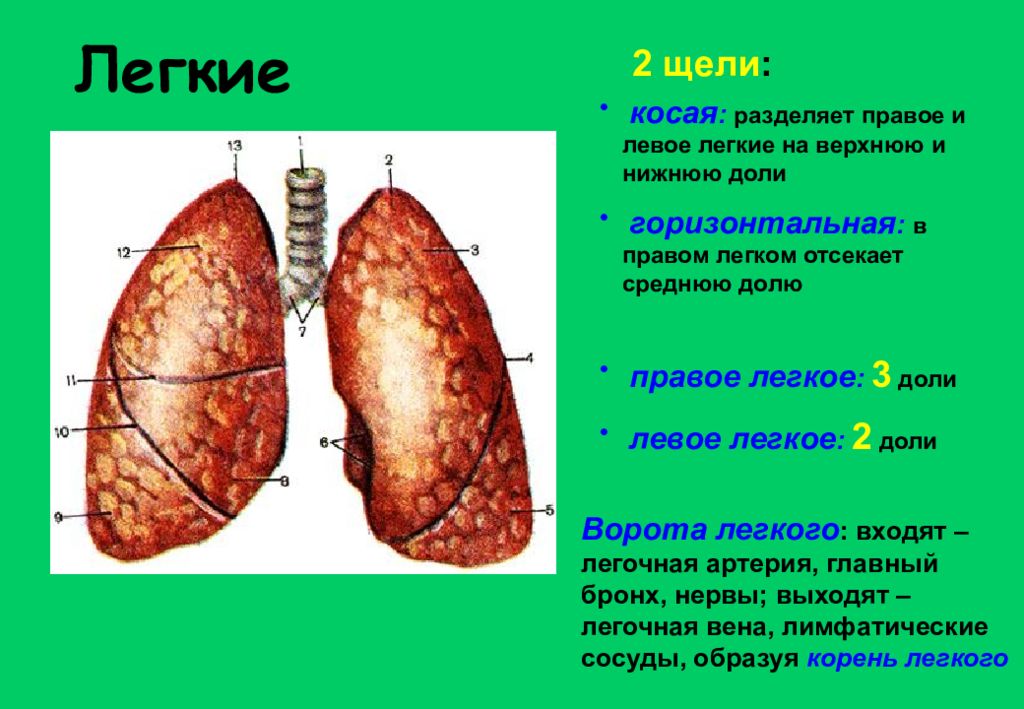 В правом легком. Доли лёгкого правого и левого. Легкие доли. Щели левого легкого. Легкие строение доли.