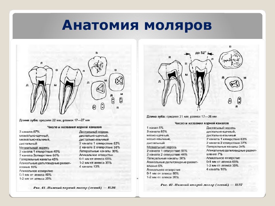 Анатомия моляров