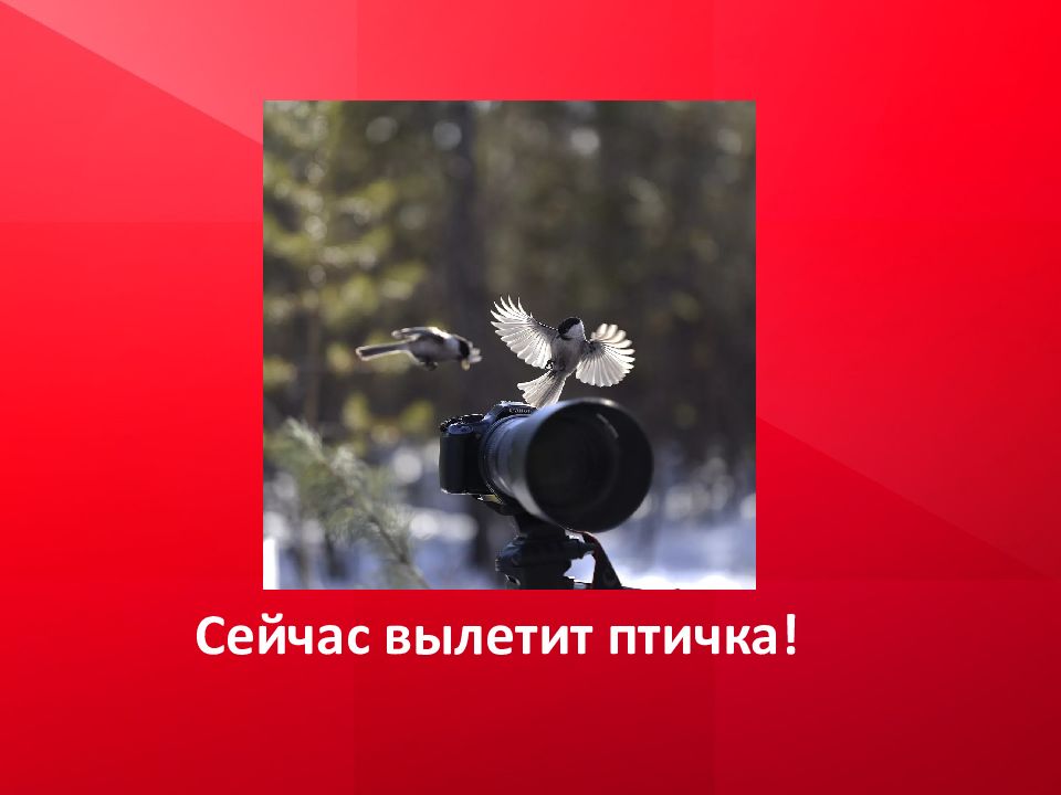 Транспортный самолет мексика. Очередь в аэропорту. Он вылетит сегодня. Внимание сейчас вылетит птичка. Бринкер.