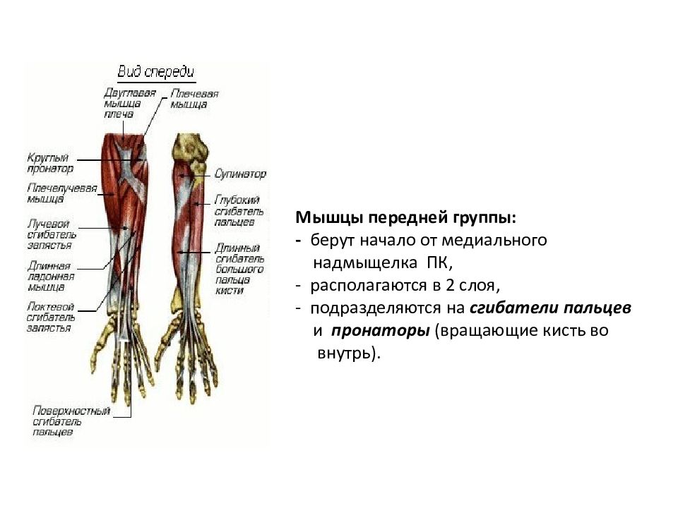 Презентация мышцы верхних конечностей