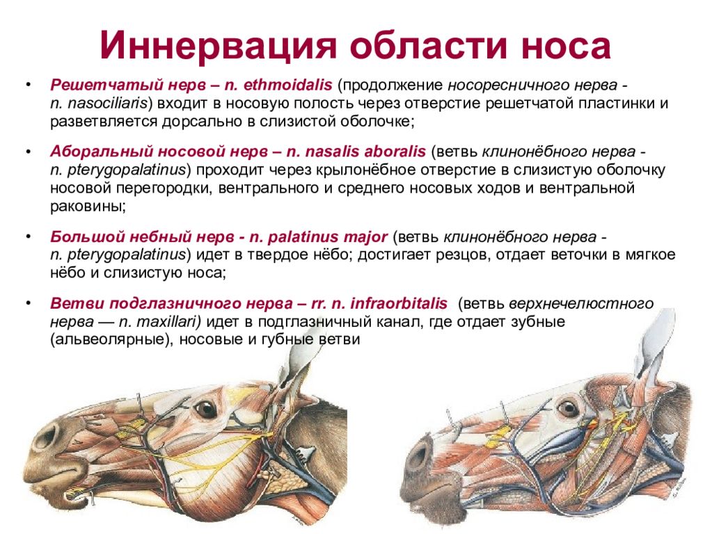 Полость нерв. Иннервация слизистой оболочки полости носа. Кровоснабжение иннервация лимфоотток носовой полости. Иннервация носа анатомия. Иннервация слизистой оболочки полости носа анатомия.