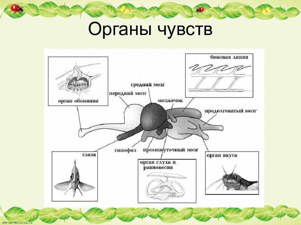 Рыбы презентация огэ