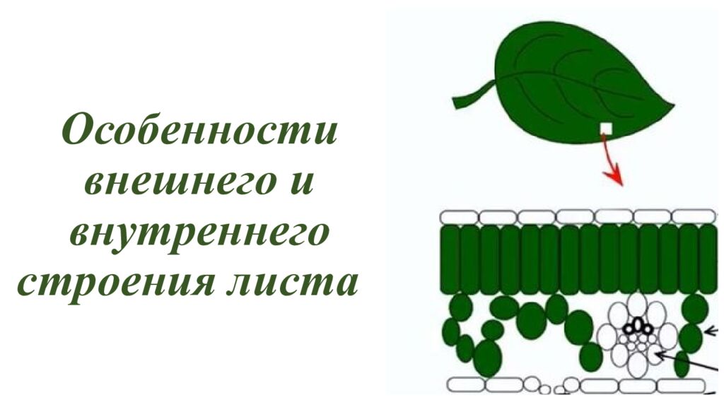Особенности внешнего и внутреннего строения листа
