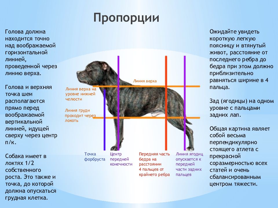 Отличительными чертами этого животного является высокая холка. Стаффордширский бультерьер стандарт породы РКФ. Стаффордширский терьер стандарт породы РКФ. Амстафф стандарт породы РКФ. Стаффордширский бультерьер длина туловища.