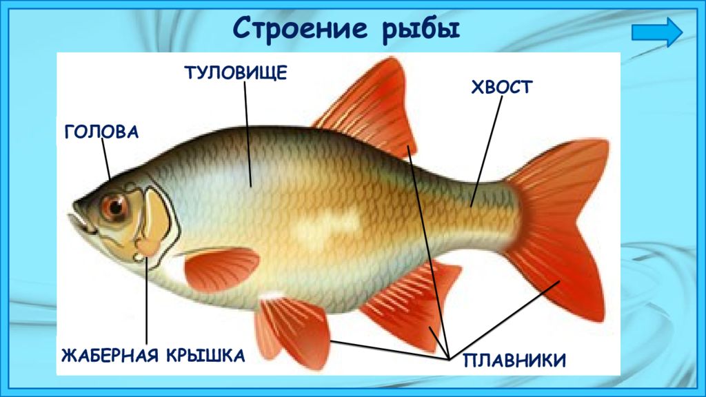 Кто такие рыбы 1 класс видеоурок. Строение рыбы 1 класс окружающий мир. Строение аквариумной рыбки. Строение рыбы для детей. Части тела рыбы.