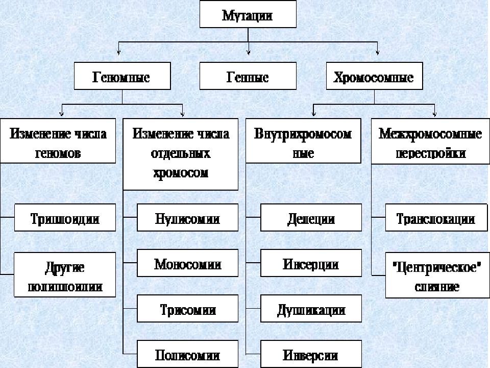 Типы мутаций. Мутационная изменчивость типы мутаций. Мутационная изменчивость классификация. Виды мутаций схема. Мутационная изменчивость классификация мутаций.